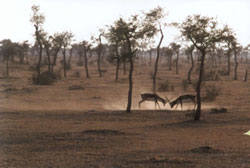 jungle beauty while the safari prceeds