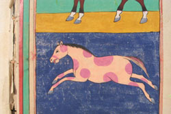 epics or traditional stories about indian horses and horse safaris