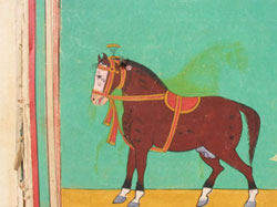 Marwari stallion horse or 'Marwari' horse